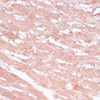 Immunohistochemistry of paraffin-embedded Rat heart using RPL30 Polyclonal Antibody at dilution of  1:100 (40x lens).