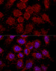 Confocal immunofluorescence analysis of HeLa cells using RPL30 Polyclonal Antibody at dilution of  1:200. Blue: DAPI for nuclear staining.