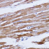 Immunohistochemistry of paraffin-embedded Rat heart using NDUFB7 Polyclonal Antibody at dilution of  1:100 (40x lens).