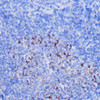 Immunohistochemistry of paraffin-embedded Mouse spleen using NDUFB7 Polyclonal Antibody at dilution of  1:100 (40x lens).