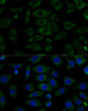 Immunofluorescence analysis of L929 cells using NDUFB7 Polyclonal Antibody at dilution of  1:100 (40x lens). Blue: DAPI for nuclear staining.