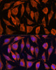 Immunofluorescence analysis of L929 cells using TNFAIP8L2 Polyclonal Antibody at dilution of  1:100. Blue: DAPI for nuclear staining.