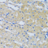 Immunohistochemistry of paraffin-embedded Mouse kidney using CABP7 Polyclonal Antibody at dilution of  1:100 (40x lens).
