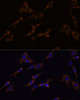 Immunofluorescence analysis of C6 cells using RPL7A Polyclonal Antibody at dilution of  1:100 (40x lens). Blue: DAPI for nuclear staining.