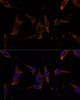 Immunofluorescence analysis of L929 cells using RPL7A Polyclonal Antibody at dilution of  1:100 (40x lens). Blue: DAPI for nuclear staining.