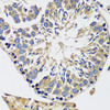 Immunohistochemistry of paraffin-embedded Mouse testis using CAMLG Polyclonal Antibody at dilution of  1:100 (40x lens).