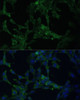 Immunofluorescence analysis of NIH-3T3 cells using CAMLG Polyclonal Antibody at dilution of  1:100 (40x lens). Blue: DAPI for nuclear staining.