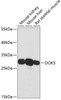 Western blot analysis of extracts of various cell lines using DOK5 Polyclonal Antibody at dilution of 1:3000.