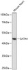 Western blot analysis of extracts of Mouse heart using GATA4 Polyclonal Antibody at dilution of 1:1000.