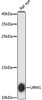 Western blot analysis of extracts of Rat eye using URM1 Polyclonal Antibody at dilution of 1:3000.