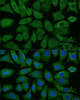Immunofluorescence analysis of L929 cells using NDUFB4 Polyclonal Antibody at dilution of  1:100 (40x lens). Blue: DAPI for nuclear staining.