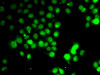 Immunofluorescence analysis of HeLa cells using GABARAP Polyclonal Antibody