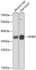 Western blot analysis of extracts of various cell lines using GNB3 Polyclonal Antibody at dilution of 1:1000.