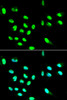 Immunofluorescence analysis of HepG2 cells using FCGR2A Polyclonal Antibody