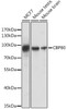 Western blot analysis of extracts of various cell lines using CBP80 Polyclonal Antibody at dilution of 1:1000.