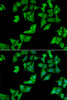 Immunofluorescence analysis of HeLa cells using AGA Polyclonal Antibody