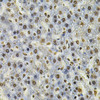 Immunohistochemistry of paraffin-embedded Rat liver using IFI16 Polyclonal Antibody at dilution of  1:100 (40x lens).