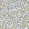 Immunohistochemistry of paraffin-embedded Rat kidney using IFI16 Polyclonal Antibody at dilution of  1:100 (40x lens).