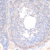 Immunohistochemistry of paraffin-embedded Rat ovary using Smad5 Polyclonal Antibody at dilution of  1:200 (40x lens).