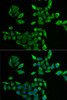 Immunofluorescence analysis of U2OS cells using PNP Polyclonal Antibody
