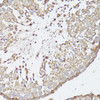 Immunohistochemistry of paraffin-embedded Rat testis using OPRK1 Polyclonal Antibody at dilution of  1:100 (40x lens).