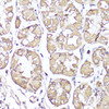 Immunohistochemistry of paraffin-embedded Human stomach using OPRK1 Polyclonal Antibody at dilution of  1:100 (40x lens).