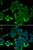 Immunofluorescence analysis of MCF-7 cells using PTS Polyclonal Antibody