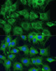 Immunofluorescence analysis of C6 cells using PTPN22 Polyclonal Antibody at dilution of  1:100. Blue: DAPI for nuclear staining.