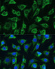 Immunofluorescence analysis of L-929 cells using PTPN22 Polyclonal Antibody at dilution of  1:100. Blue: DAPI for nuclear staining.