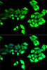 Immunofluorescence analysis of U2OS cells using BEST1 Polyclonal Antibody