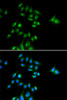 Immunofluorescence analysis of U2OS cells using PHC3 Polyclonal Antibody