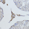 Immunohistochemistry of paraffin-embedded Rat testis using ESRRA Polyclonal Antibody at dilution of  1:200 (40x lens).