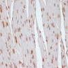 Immunohistochemistry of paraffin-embedded Mouse heart using ESRRA Polyclonal Antibody at dilution of  1:200 (40x lens).