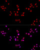 Immunofluorescence analysis of HeLa cells using ESRRA Polyclonal Antibody at dilution of  1:100. Blue: DAPI for nuclear staining.