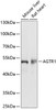 Western blot analysis of extracts of various cell lines using AGTR1 Polyclonal Antibody at dilution of 1:1000.