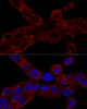 Confocal immunofluorescence analysis of A-431 cells using RPL21 Polyclonal Antibody at dilution of  1:100. Blue: DAPI for nuclear staining.