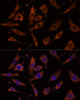 Immunofluorescence analysis of L929 cells using RPL24 Polyclonal Antibody at dilution of  1:100 (40x lens). Blue: DAPI for nuclear staining.