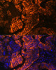 Immunofluorescence analysis of Human colon carcinoma cells using TNFRSF25 Polyclonal Antibody at dilution of  1:100. Blue: DAPI for nuclear staining.