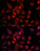 Immunofluorescence analysis of C6 cells using NDUFA4L2 Polyclonal Antibody at dilution of  1:100. Blue: DAPI for nuclear staining.