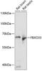 Western blot analysis of extracts of various cell lines using FBXO33 Polyclonal Antibody at dilution of 1:1000.