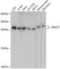 Western blot analysis of extracts of various cell lines using ZMAT2 Polyclonal Antibody at dilution of 1:1000.