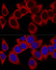 Confocal immunofluorescence analysis of HeLa cells using RPL36AL Polyclonal Antibody at dilution of  1:100. Blue: DAPI for nuclear staining.