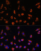 Immunofluorescence analysis of L929 cells using TMEM25 Polyclonal Antibody at dilution of  1:100. Blue: DAPI for nuclear staining.