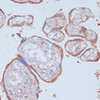 Immunohistochemistry of paraffin-embedded Human placenta using LRP1 Polyclonal Antibody at dilution of  1:100 (40x lens).