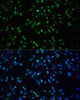 Immunofluorescence analysis of NIH-3T3 cells using CCDC59 Polyclonal Antibody at dilution of  1:100. Blue: DAPI for nuclear staining.