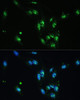 Immunofluorescence analysis of U-2 OS cells using CCDC59 Polyclonal Antibody at dilution of  1:100. Blue: DAPI for nuclear staining.