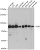 Western blot analysis of extracts of various cell lines using G2E3 Polyclonal Antibody at dilution of 1:1000.