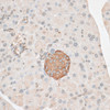 Immunohistochemistry of paraffin-embedded Mouse pancreas using PDP2 Polyclonal Antibody at dilution of  1:100 (40x lens).
