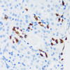 Immunohistochemistry of paraffin-embedded Mouse kidney using ATP6V1G3 Polyclonal Antibody at dilution of  1:100 (40x lens).