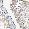 Immunohistochemistry of paraffin-embedded Rat testis using ASZ1 Polyclonal Antibody at dilution of  1:100 (40x lens).